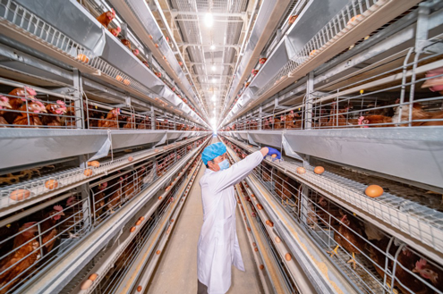 pg电子游戏模拟器在线试玩网站:胡林生：乌鸡饲养走上致富路
